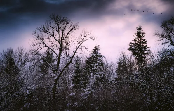 Picture trees, fog, bird