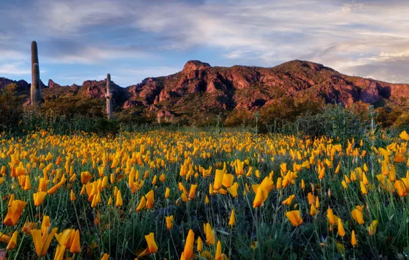 Field, flowers, mountains, rocks, cacti, escholzia
