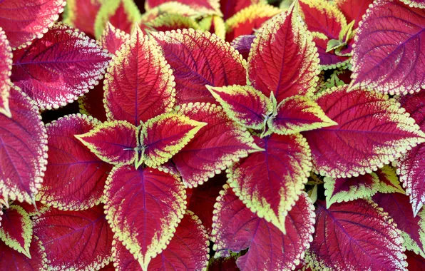 Picture leaves, nature, paint, plant, Coleus In Bloom