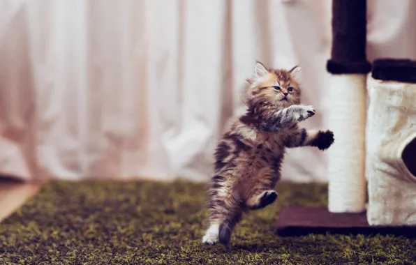 Kitty, jump, Daisy, © Ben Torode