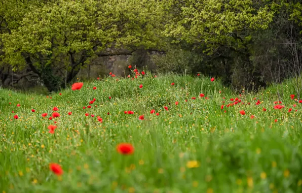 Greens, field, summer, grass, trees, flowers, branches, glade