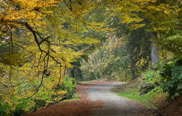 Picture road, autumn, Park, foliage, bench