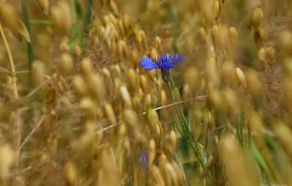 Summer, nature, July