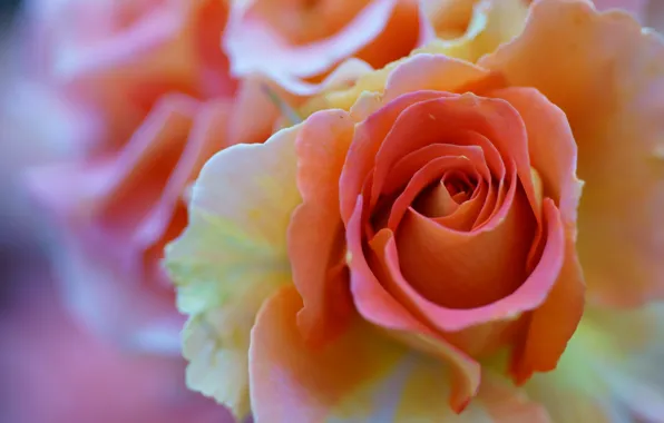 Macro, roses, petals, buds, bokeh