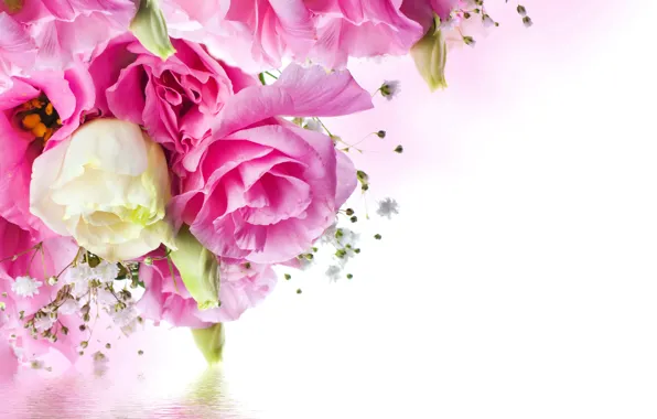 Water, flowers, roses, gentle, pink, rose, water, beautiful