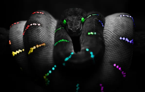 Picture Snake, Color, Snake Colours, Snake