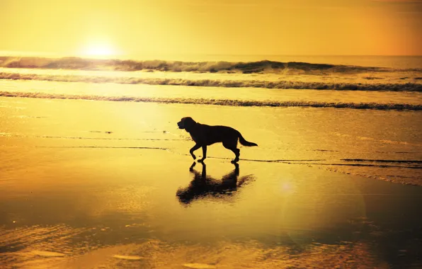 Picture wave, beach, reflection, sunrise, shadow, dog, mirror, solar