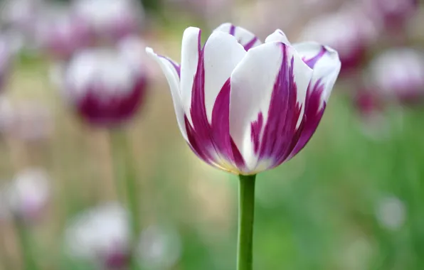 Picture nature, Tulip, spring, petals