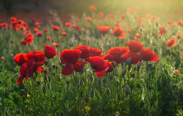 Summer, flowers, Maki, red, poppy field