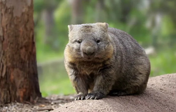 Look, Australia, mammals, chord, tolstyachok, marsupials, Wombat, dvortsovye