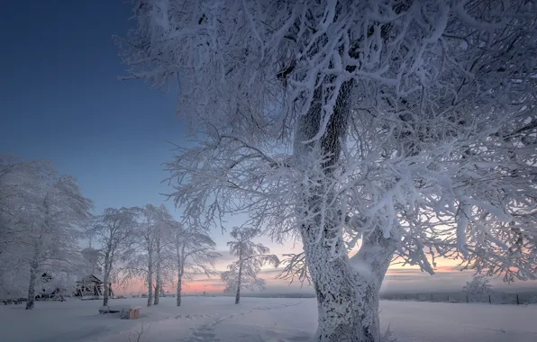 Winter, snow, trees, frost, Russia, Perm Krai, White mountain, Andrei