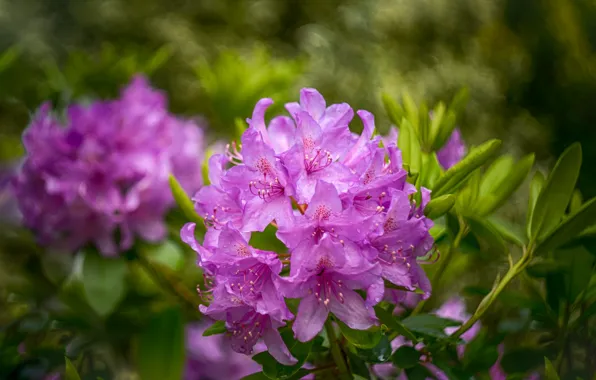 Picture leaves, drops, flowers, background, spring, flowering, lilac, bokeh