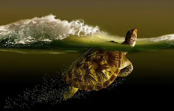 Sea, wave, turtle