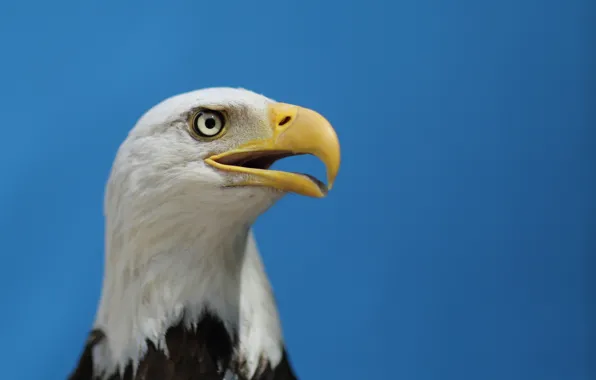 The sky, look, bird, eagle, profile, bird, blue sky, bald eagle