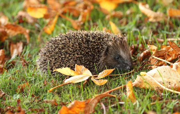 Autumn, grass, look, leaves, nature, foliage, yellow, muzzle