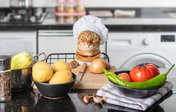 Cat, cat, look, pose, cook, face, vegetables