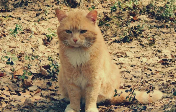 Fox, predator, Cat, red, male, hunting, hunter, 2014