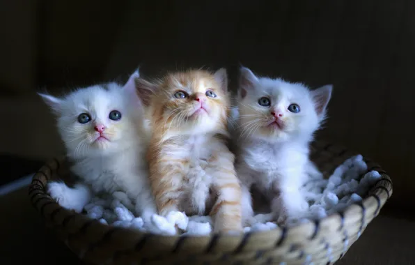 Picture kittens, kids, basket, sitting, faces