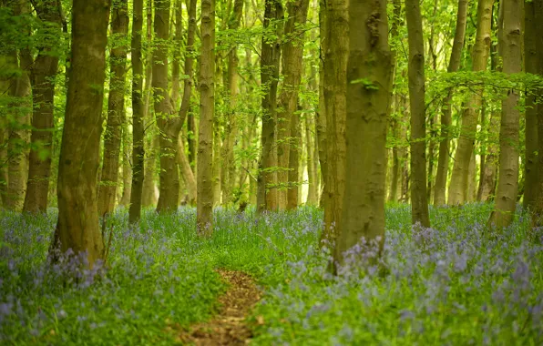 Forest, grass, trees, flowers, path