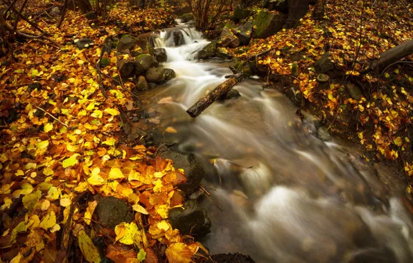 Autumn, forest, stones, river
