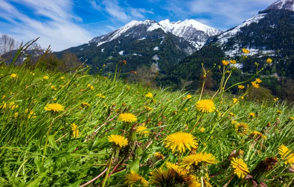 Field, forest, flowers, mountains, glade, the slopes, spring, yellow