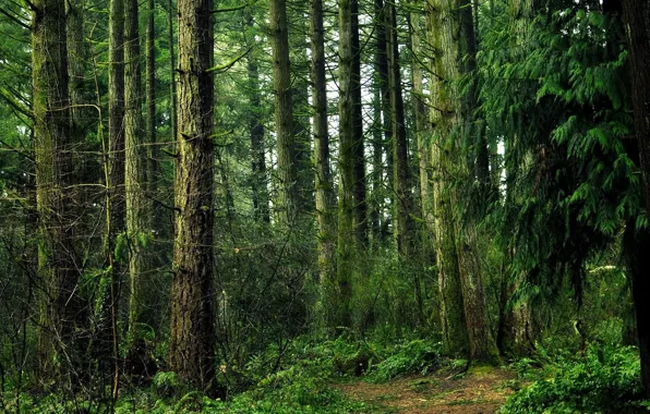 Picture forest, trees, nature, path