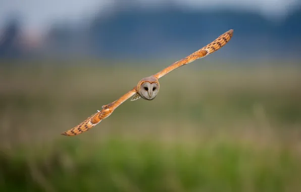 Picture flight, background, owl, bird