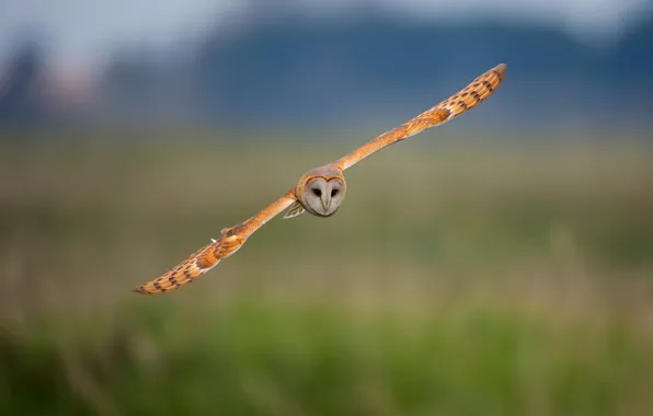 Picture background, owl, bird, flight