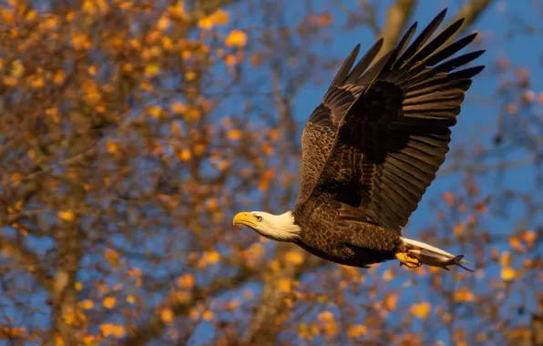 Autumn, the sky, light, flight, branches, bird, foliage, wings