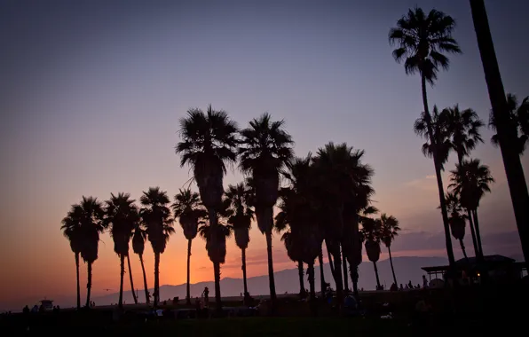 Picture summer, california, sunset, usa, los angeles, palm, vennice beach
