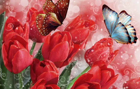 Butterfly, spring, Tulips, red, March 8