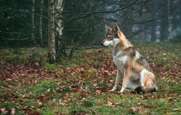 Autumn, nature, foliage, wolf, sitting