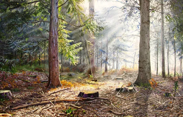 Picture forest, summer, trees, dawn, picture, morning, painting, hemp