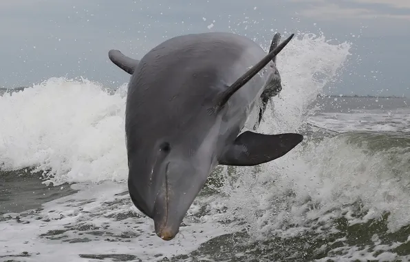 Sea, squirt, nature, Atlantic Bottlenose Dolphin