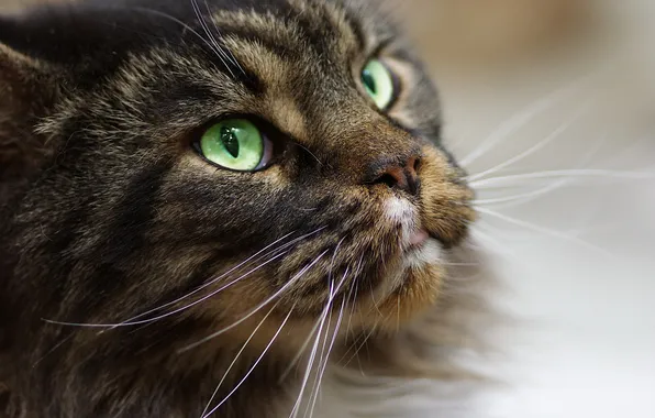 Picture cat, eyes, mustache, look, face