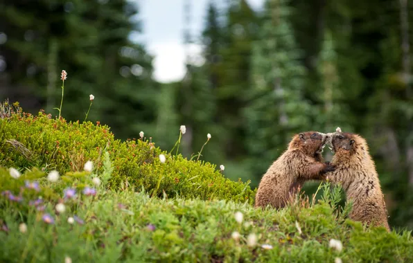 Picture meeting, showdown, marmots
