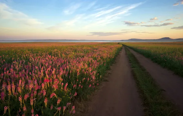 Road, field, landscape, flowers, morning