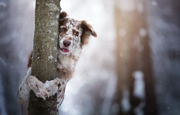 Picture look, tree, dog, trunk, bokeh, The border collie