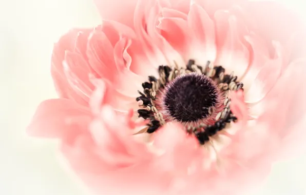 Picture flower, macro, pink, Mac, decorative