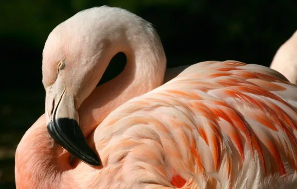 Bird, feathers, beak, Flamingo