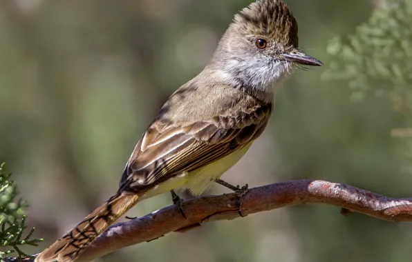 Picture bird, beak, tail, crested yellow-bellied Tyrann