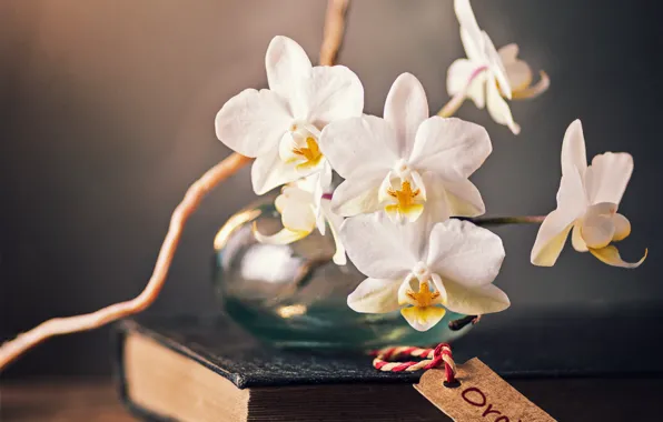 Branch, book, Orchid, flowers, jar