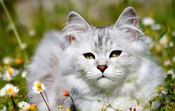 Picture white, grass, cat, chamomile