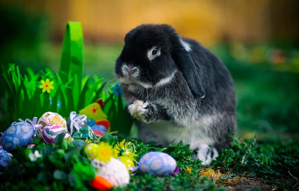 Eggs, rabbit, Easter