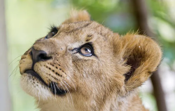 Look, face, cub, kitty, lion, ©Tambako The Jaguar