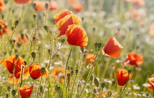Field, flower, summer, light, flowers, Mac, Maki, meadow