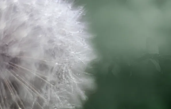 Flower, macro, Rosa, dandelion