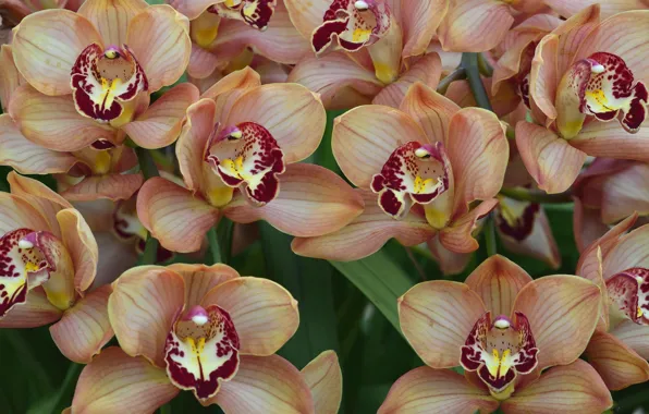 Macro, orchids, exotic