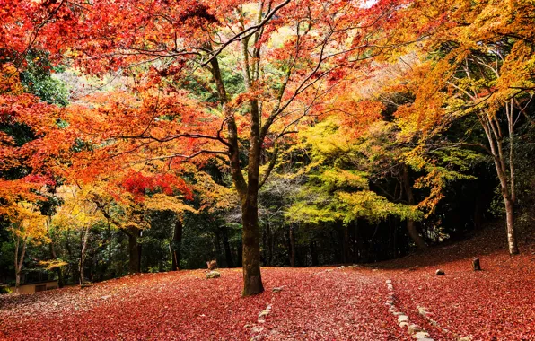 Autumn, forest, leaves, trees, Park, forest, landscape, park