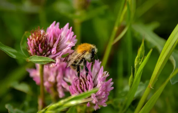 Grass, bee, wildflowers